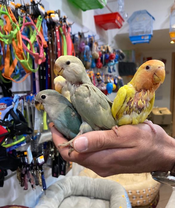 Agapornis Roseicollis Domesticados ( Loja Profissional )