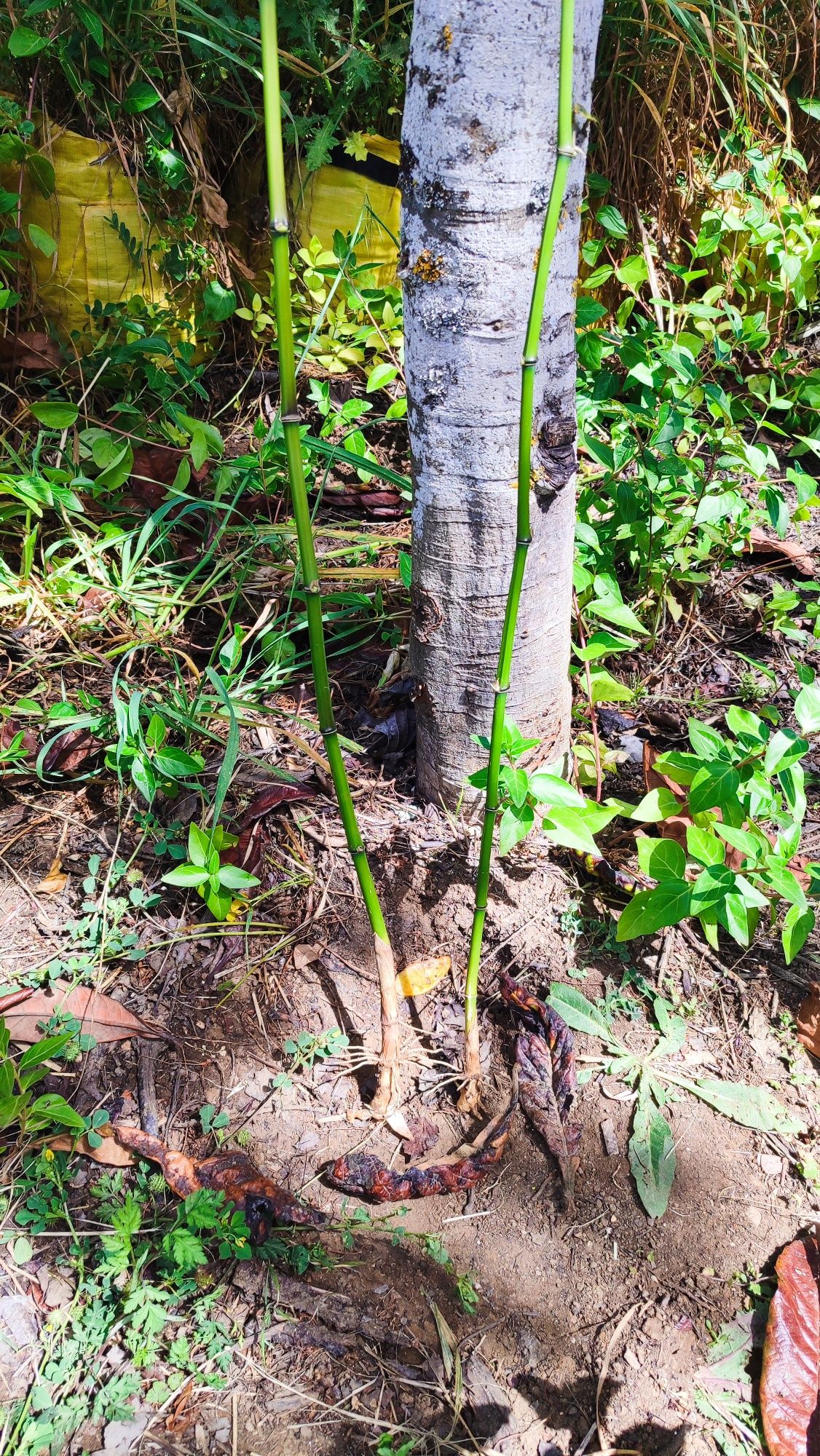 Canas da Índia com Raiz para plantio