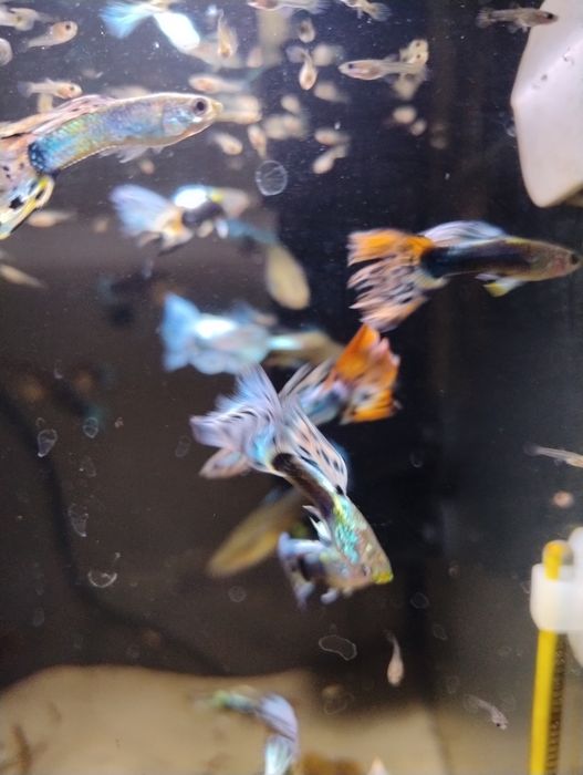 Gupiki dorosłe i narybek