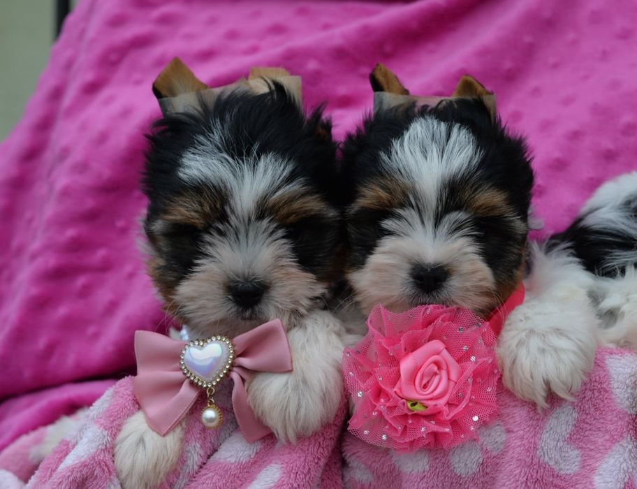 Lalunia  biewer  york  yorkshire terrier