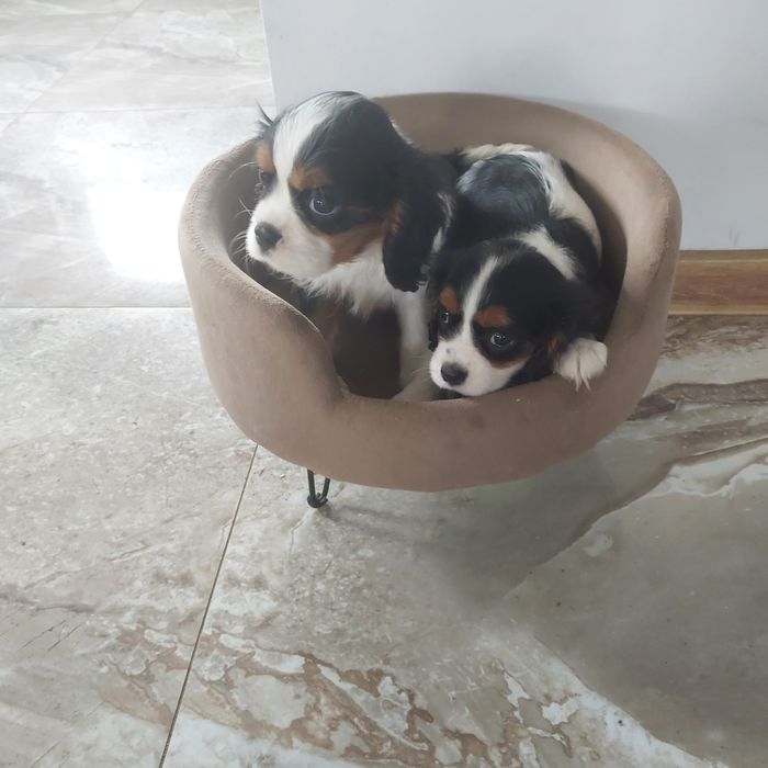 Śliczna suczka cavalier king charles spaniel z rodowodem