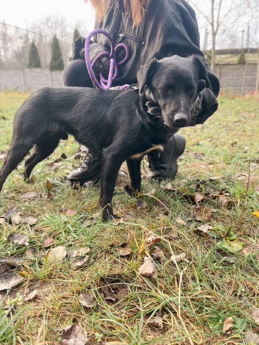 Cudny samczyk Chrupek 2 latka