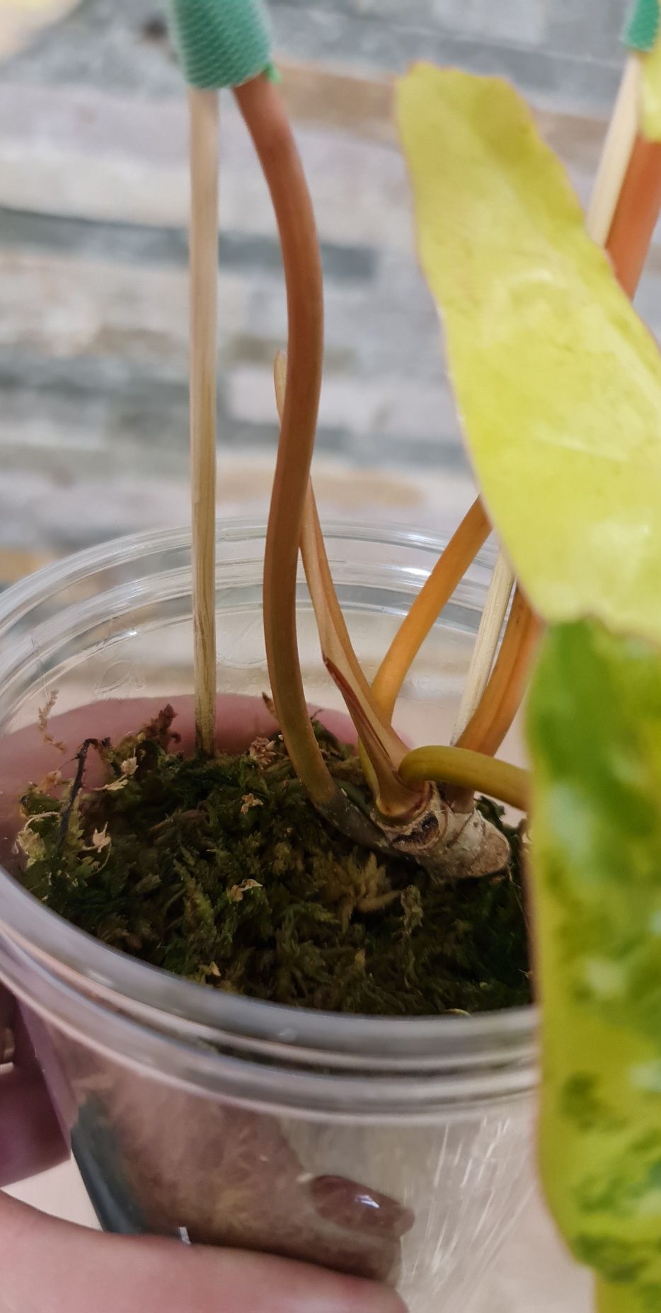Philodendron Billietiae variegata,4 liście