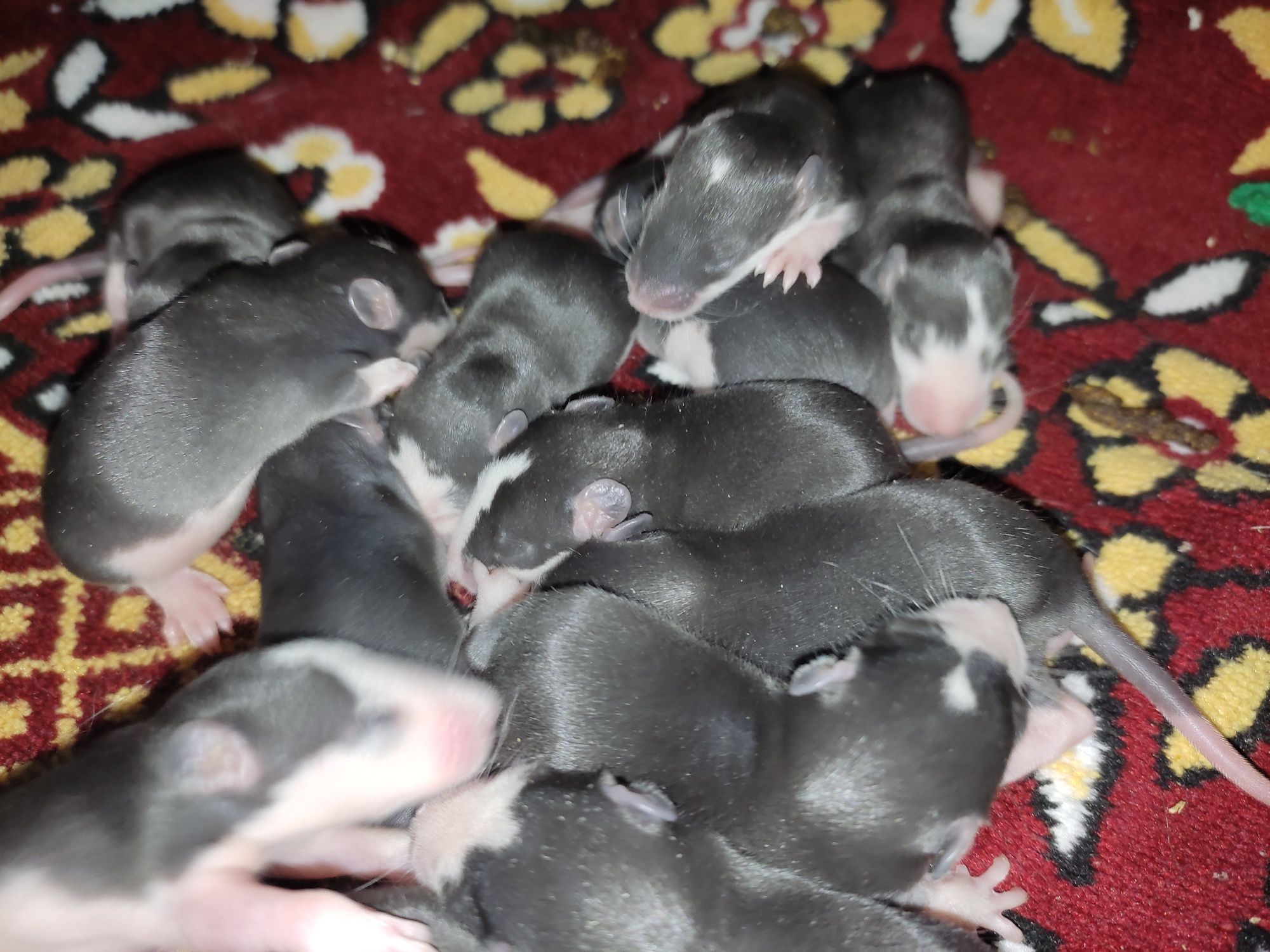 Крысы малыши Самые Хорошие Дамбо