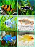 Aquasousa.com - Tetras, Guppys, Corydoras, Neons e muito muito mais...