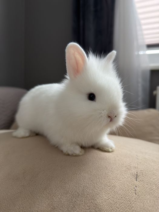 Malutki króliczek z wyposazeniem