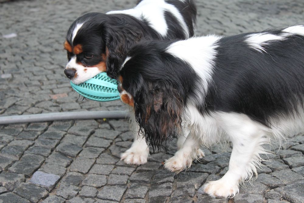 Щенки Кавалер Кинг Чарльз Спаниель триколор (КСУ-FCI)