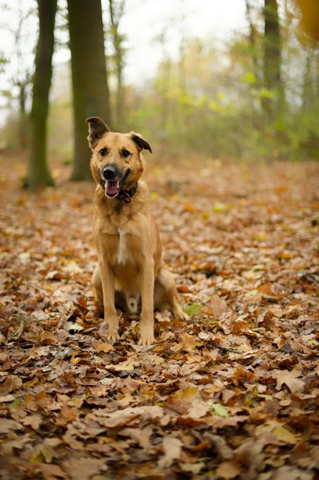 Dexster pomóż mu zaufać