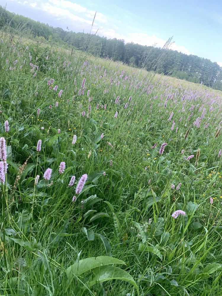 Miody z Podlasia