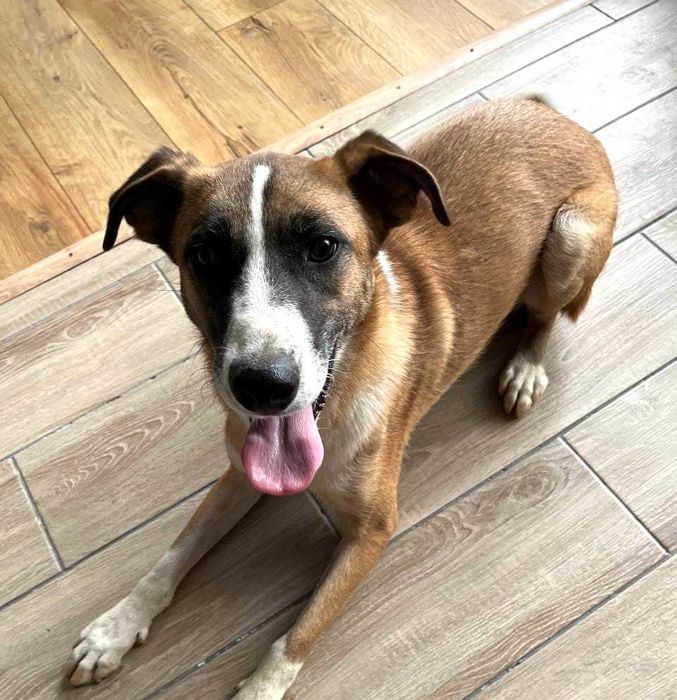 юна стерільна розумна собака віддам