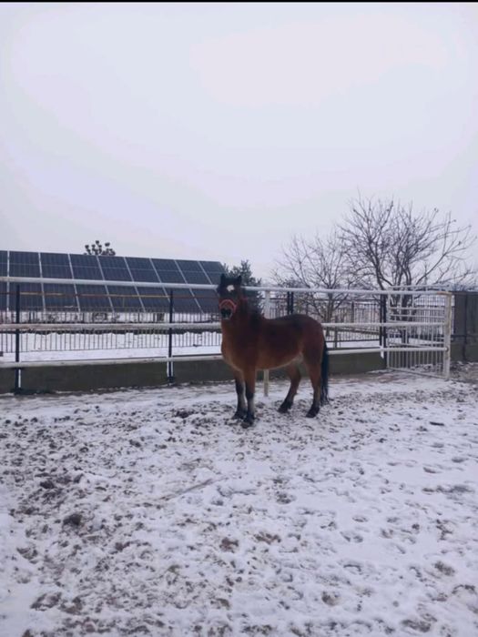 Sprzedam  bardzo pięknego wałach