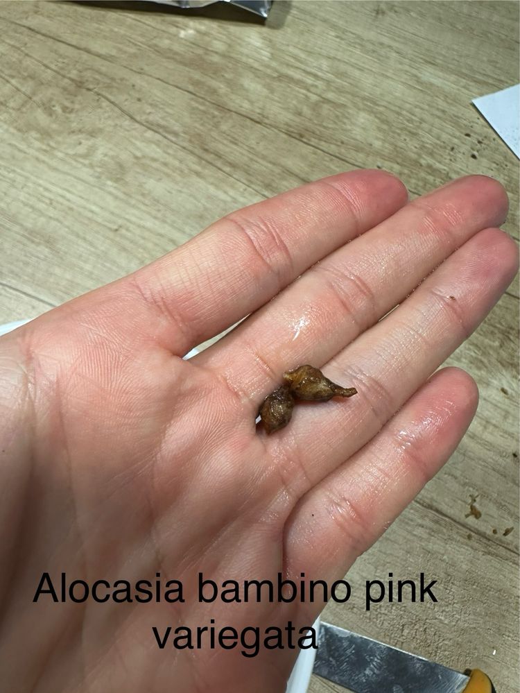 Alocasia bambino pink variegata kolekcja alokazja black velvet