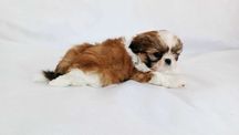 Shih tzu tricolor szczeniaczek piesek rodowód