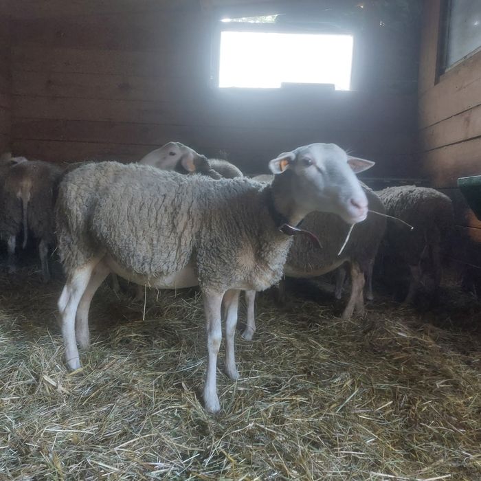 Owca   mleczna lacon sprzedam