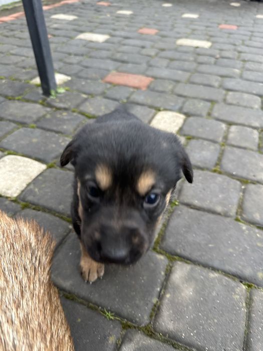 Німецькі вівчарки супер цуценята,вірні охоронці.