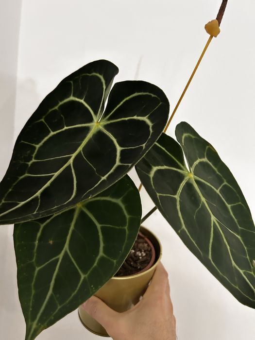 Anthurium Clarinervium e Magnificum