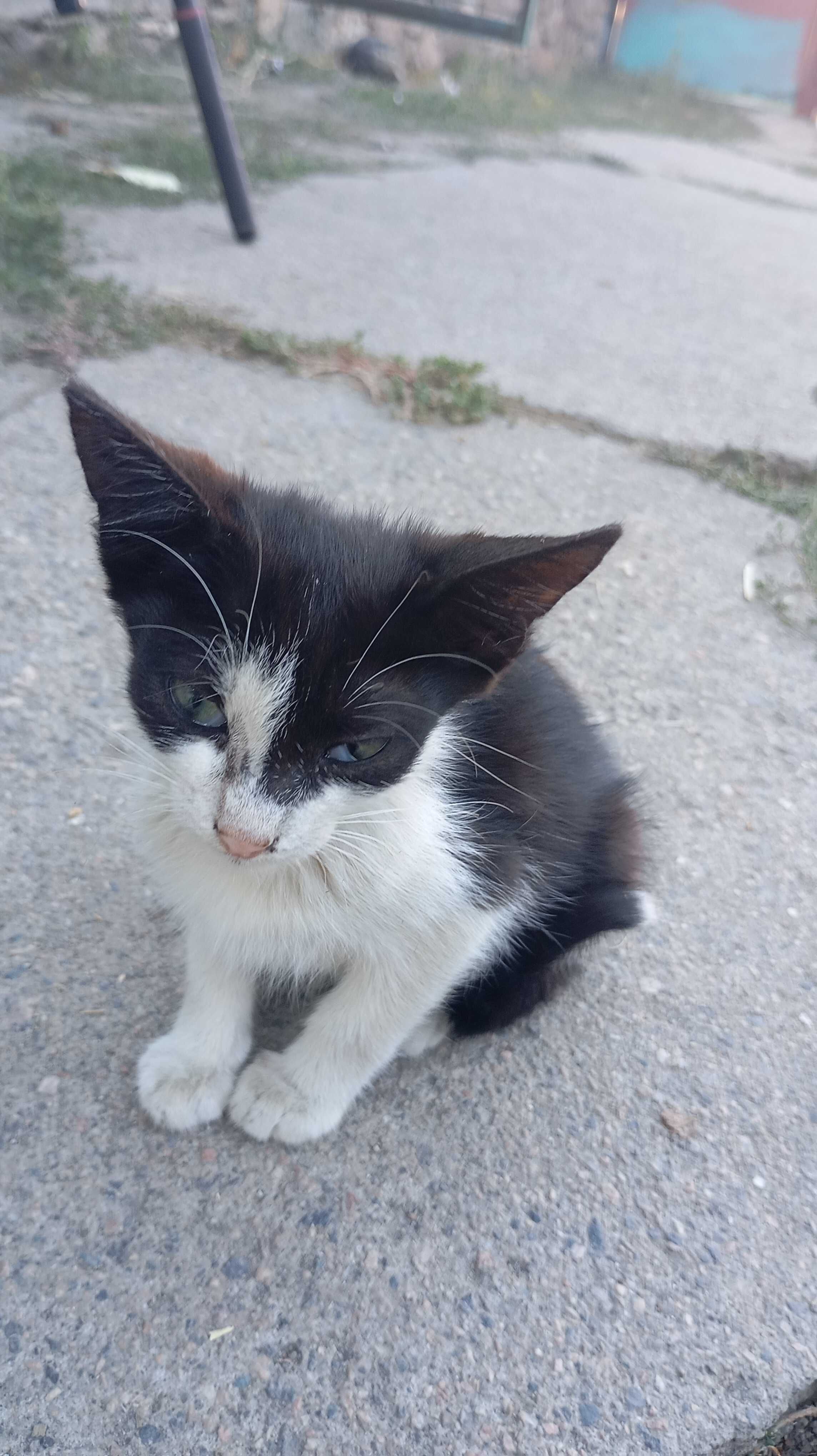 Відаю даром котят