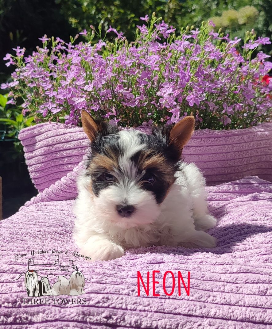 Biewer Yorkshire Terrier NEON, York