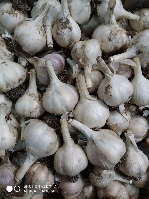 Часник український  білий великий