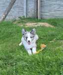 Border collie piesek z metryką ZKwP :)