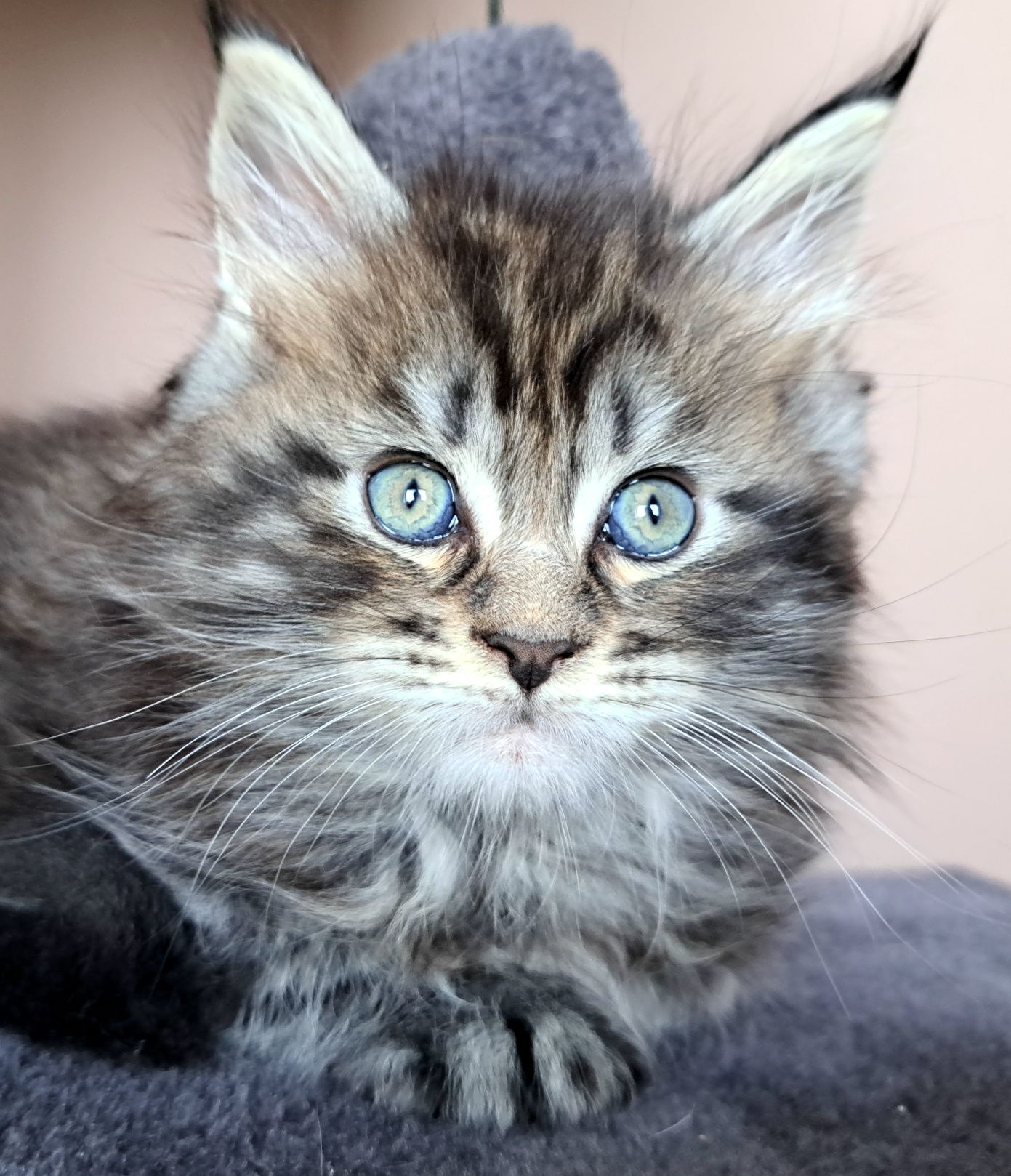 IIianna piękna kotka Maine Coon