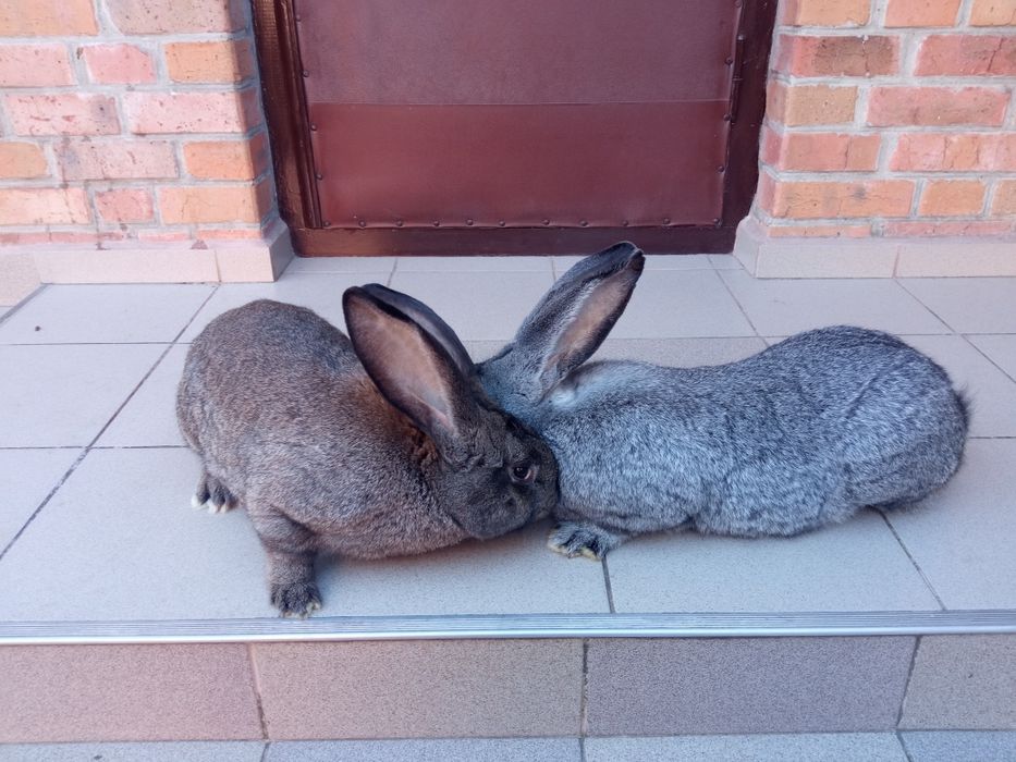 Дорослі і молоді кролі