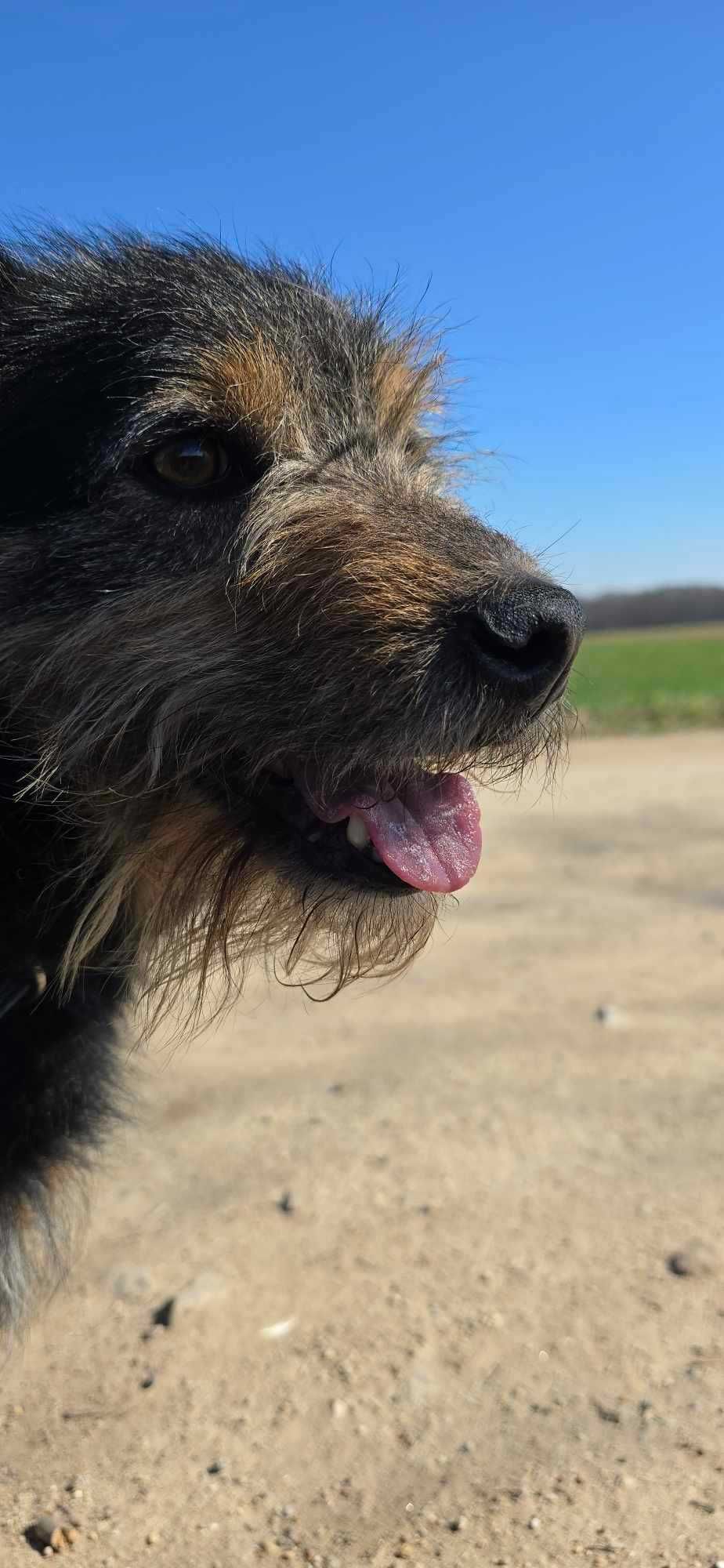 Terierkowaty Jerry do adopcji