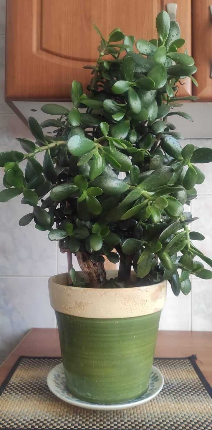 Bardzo gęsty Grubosz jajowaty Crassula Ovata drzewko szczęścia