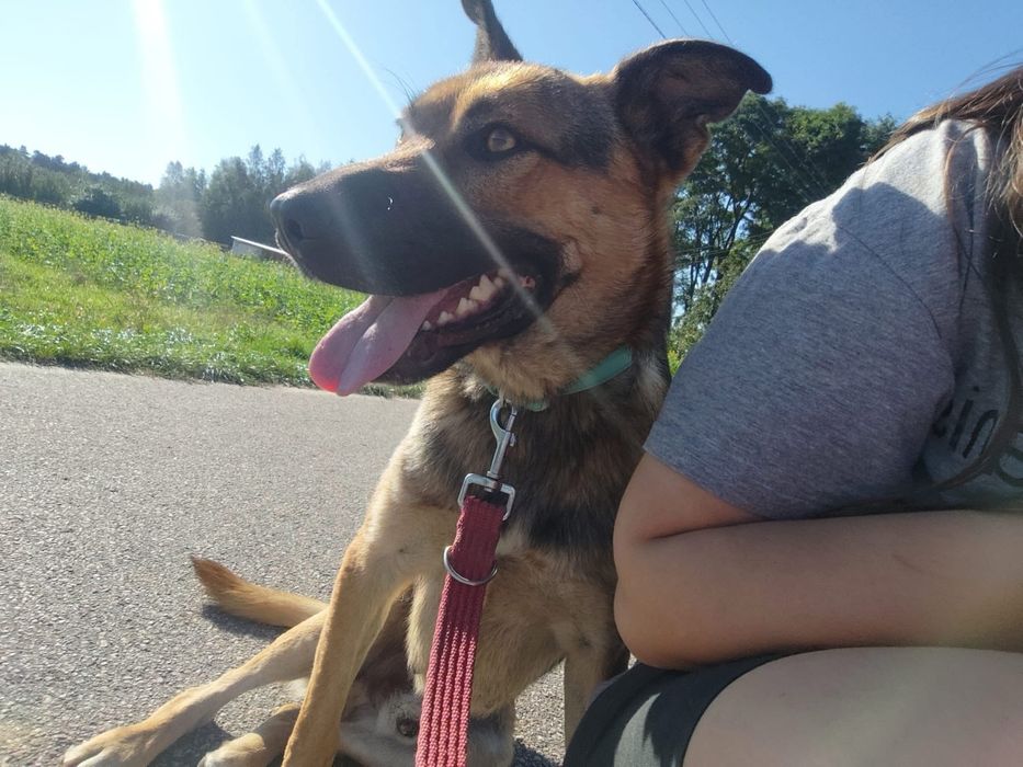 Haker – owczarkowy dżentelmen, który włamuje się prosto do serca