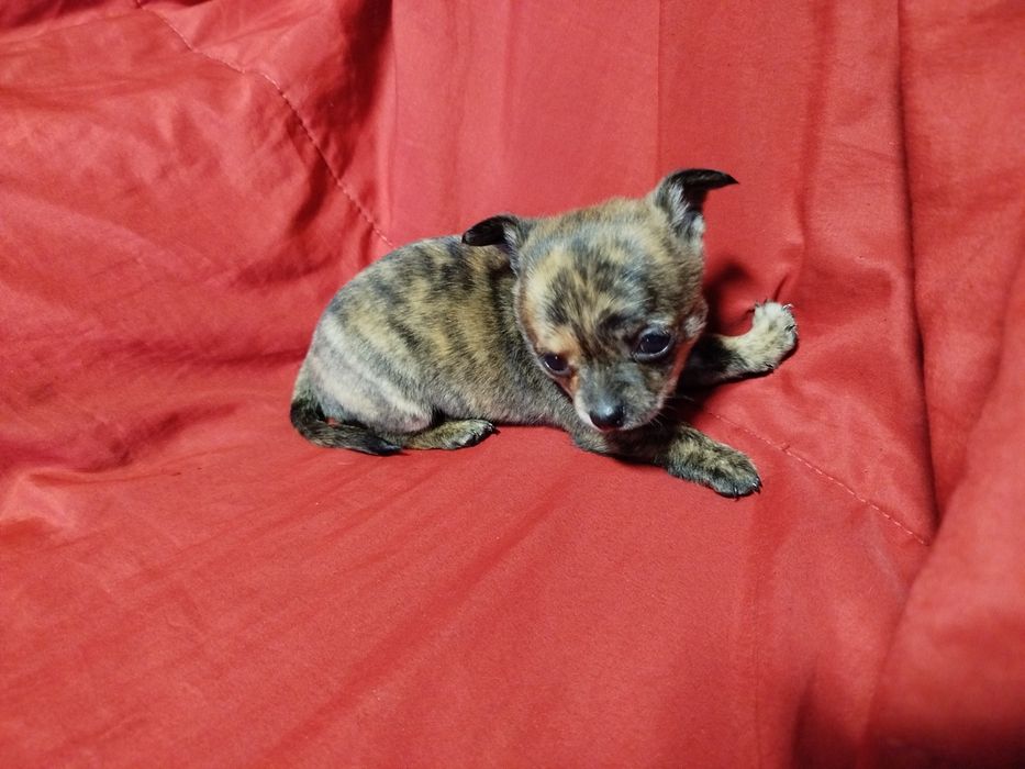 Chihuahua de pelo curto