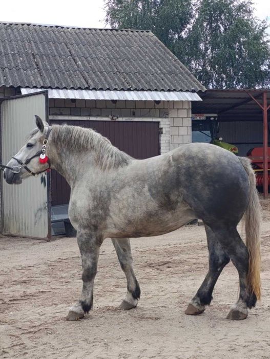 Klacz zimnokrwista z francuskim paszportem