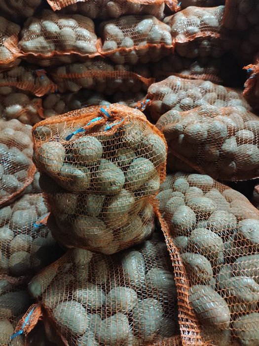 Ziemniaki jadalne Red Lady Red Sonia