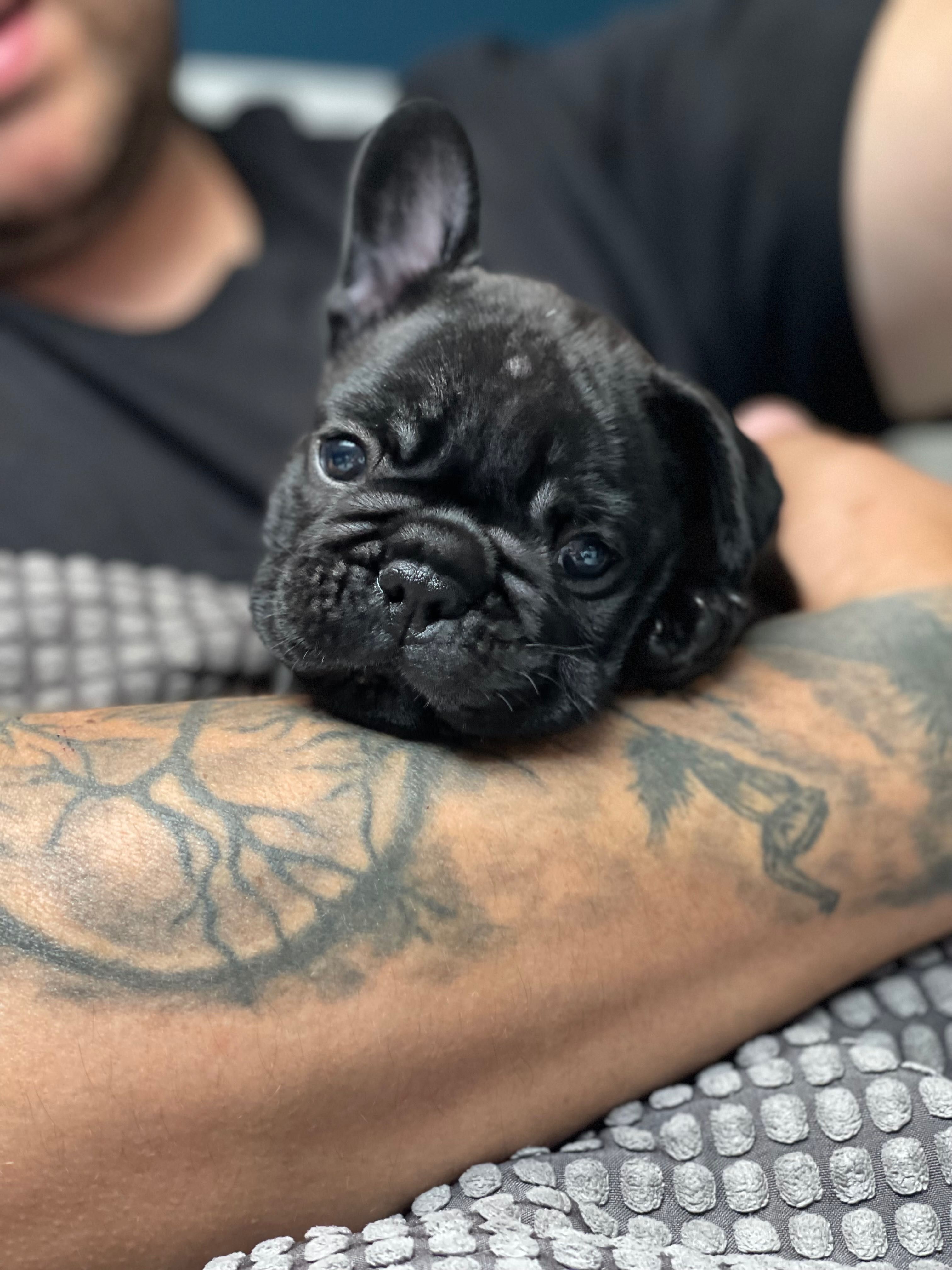 Buldog francuski zkwp /FCI