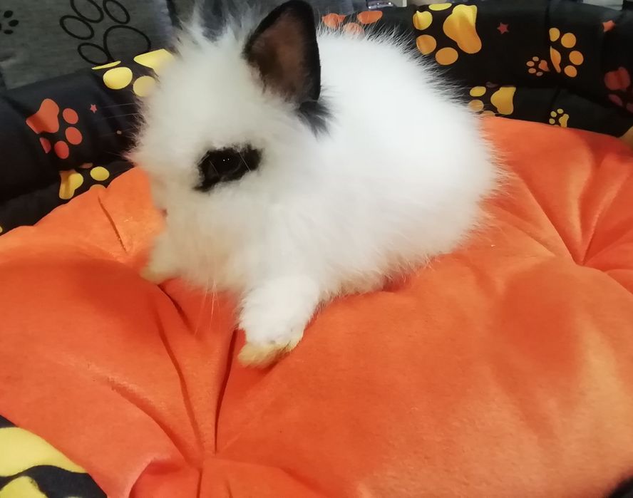 Króliczek Teddy - samiczka