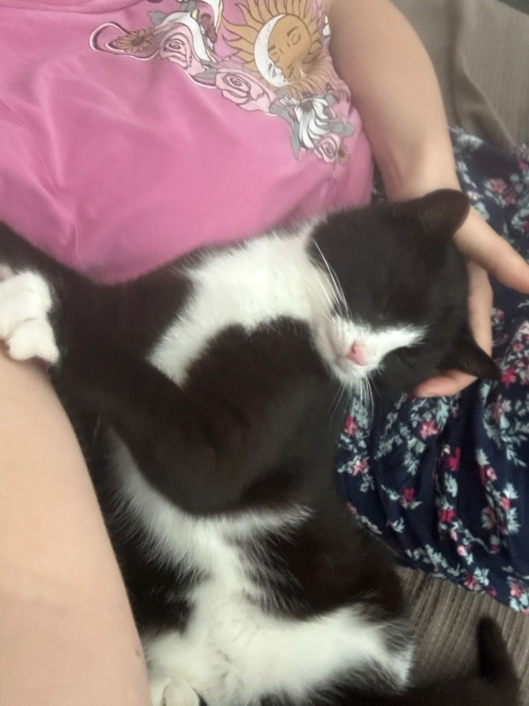 Słodziak Oreo szuka właśnie Ciebie