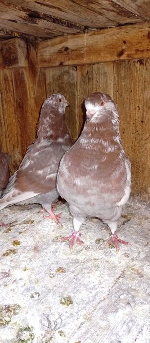 Gołębie kingi king