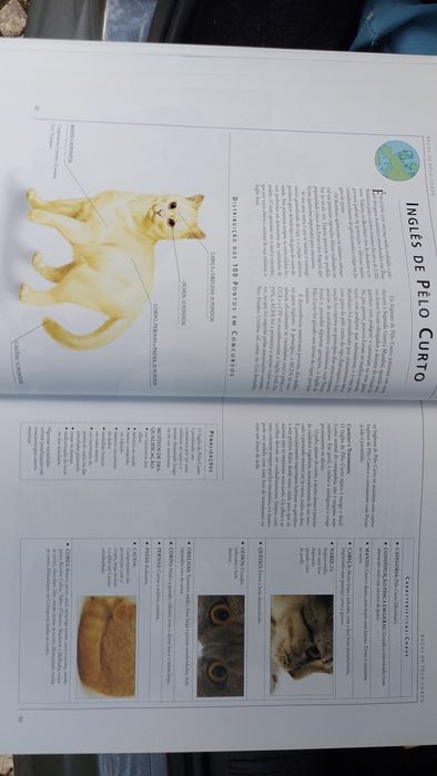 O Livro Gigante do Gato