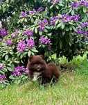 Pomeranian czekoladowy piesek