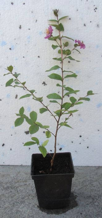 LAGERSTROEMIA - BEZ POŁUDNIA - sadzonki 50cm w doniczkach