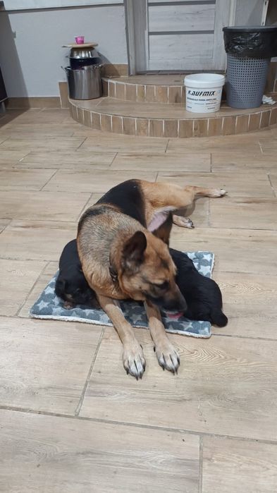 Oddam szczeniaki w dobre ręce