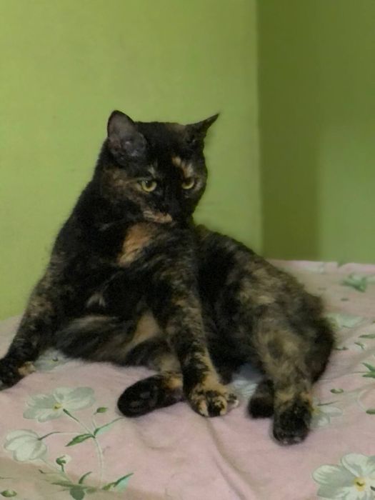 Кошечка 2 ,5 года отдам даром