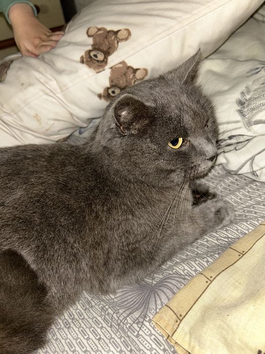 Кішечка в хороші руки