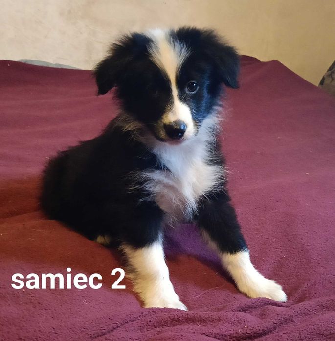 Border collie samiec