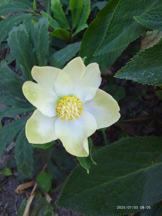 Морозники  чорний продаж