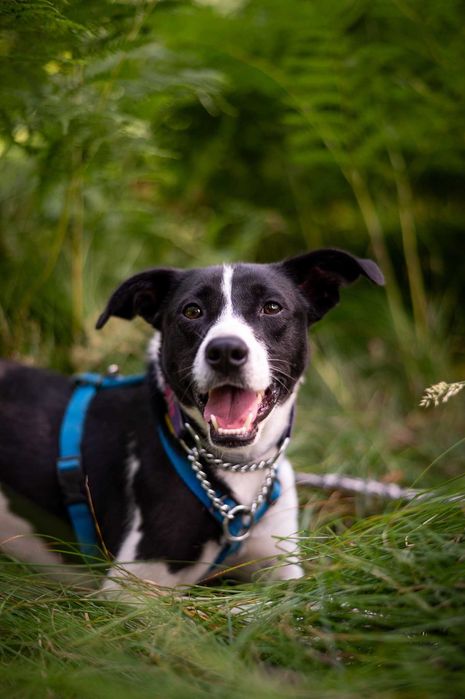 Magni – wrażliwy psiak szuka spokojnego i czułego domu