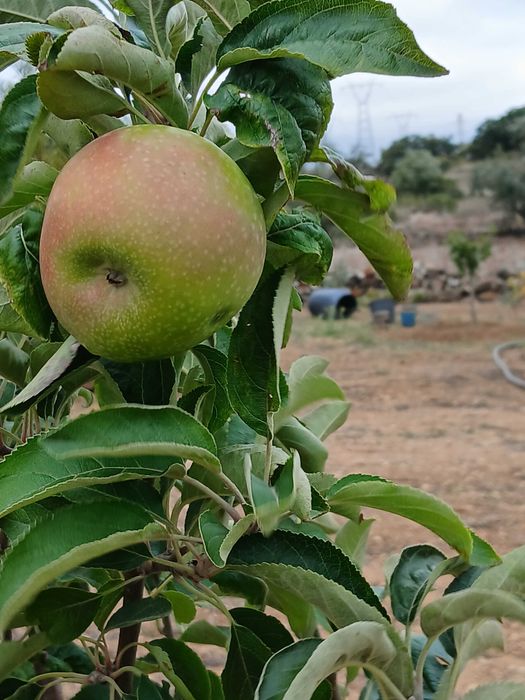 Terreno Rustico ideal para agricultura, árvores de fruta, poço de agua