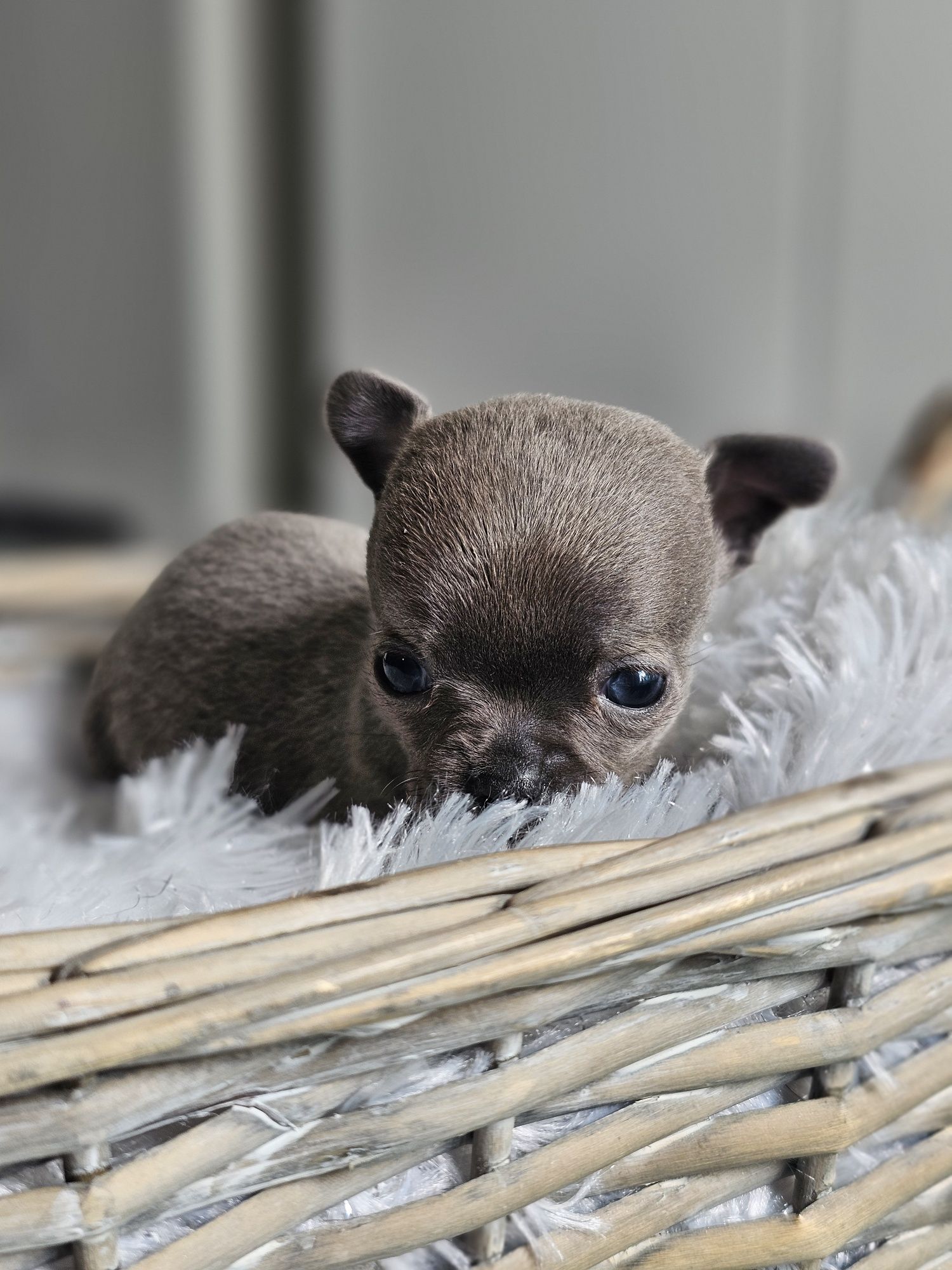 Chihuahua **Sunia Niebieska Do Rezerwacji