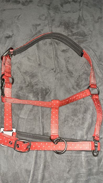 Kantar eskadron nici peachy