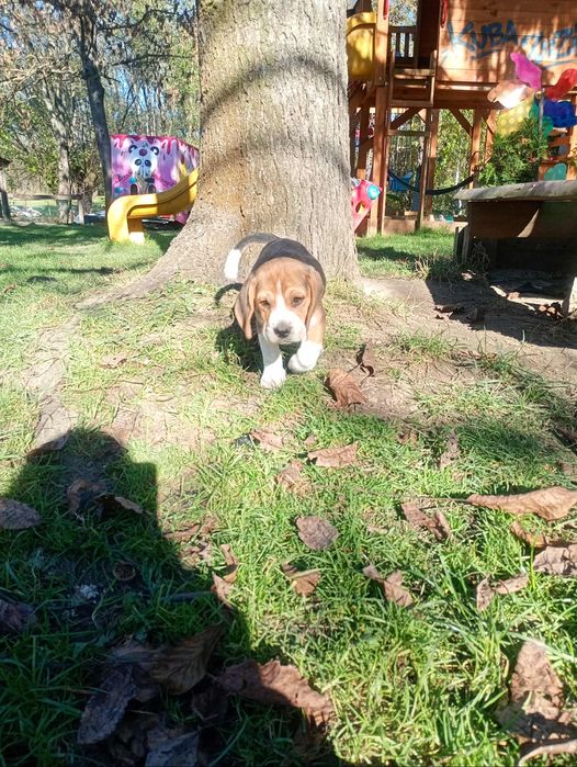 Sprzedam suczke Beagle