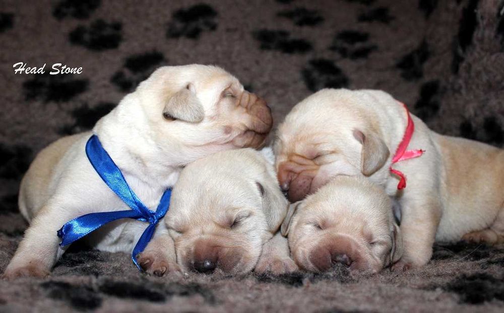 КСУ-FCI Лабрадор ретривер